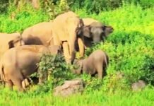 छत्तीसगढ़ में 53 हाथियों के झुंड ने स्कूल की बाउंड्री तोड़ी, धान की फसल रौंदी; बच्चों में दहशत