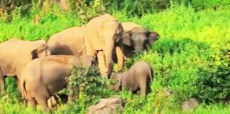 छत्तीसगढ़ में 53 हाथियों के झुंड ने स्कूल की बाउंड्री तोड़ी, धान की फसल रौंदी; बच्चों में दहशत