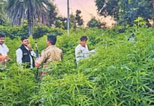 उदयपुर में 57 हेक्टेयर में गांजे की खेती का खुलासा, 200 करोड़ रुपये आंकी गई कीमत