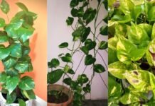 मनी प्लांट लगाते समय न करें ये 5 गलतियां, वास्तु के अनुसार घर में कहां रखना माना जाता है शुभ?