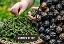 पचमढ़ी में अब होगी काली मिर्च और दालचीनी की खेती, किसानों को मिलेंगे पौधे