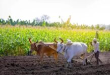 झारखंड में धान बेचने के लिए सिर्फ 1.65 लाख किसानों ने कराया रजिस्ट्रेशन, 29 लाख किसान चिह्नित