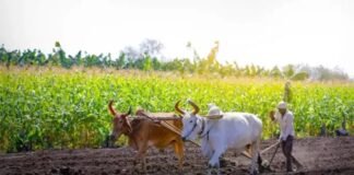 झारखंड में धान बेचने के लिए सिर्फ 1.65 लाख किसानों ने कराया रजिस्ट्रेशन, 29 लाख किसान चिह्नित