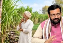 हरियाणा के गन्ना किसानों को दिवाली का तोहफा, दो साल में 35 रुपये बढ़ेगा भाव, अब मिलेंगे 450 रुपये प्रति क्विंटल