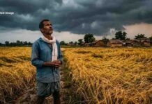 छत्तीसगढ़ में चक्रवाती तूफान का अलर्ट, बारिश से 1 करोड़ एकड़ में खड़ी धान की फसल पर संकट