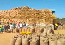 छत्तीसगढ़ में 15 नवंबर से धान खरीदी, ₹3100 MSP और 21 क्विंटल प्रति एकड़ की सीमा; जानें टोकन कैसे मिलेगा
