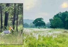 चक्रवात अरनब के प्रभाव से सुहावना हुआ मौसम, बांधवगढ़ टाइगर रिजर्व में प्रबंधन सतर्क