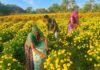 चित्तौड़गढ़ में गेंदे की खेती से चमकी किसानों की किस्मत, 70 बीघा में हो रही फूलों की खेती