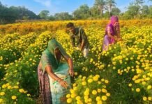 चित्तौड़गढ़ में गेंदे की खेती से चमकी किसानों की किस्मत, 70 बीघा में हो रही फूलों की खेती