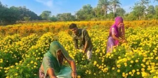 चित्तौड़गढ़ में गेंदे की खेती से चमकी किसानों की किस्मत, 70 बीघा में हो रही फूलों की खेती