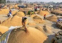 हरियाणा की मंडियों में 30.69 लाख टन धान की खरीद, किसानों के खातों में पहुंचे ₹4,263 करोड़