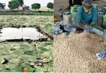 पीएम मोदी ने ‘मन की बात’ में की बिहार के मखाने की तारीफ, 18 से ज्यादा देशों में पहुंचा सीमांचल का स्वाद