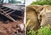 CG में हाथियों का तांडव, सुबह 3 बजे गांव में घुसे झुंड ने मवेशियों को कुचला