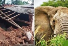 CG में हाथियों का तांडव, सुबह 3 बजे गांव में घुसे झुंड ने मवेशियों को कुचला