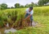 चक्रवात ‘अर्नब’ का कहर, खेतों में बिछी धान की फसल; सड़ने का बढ़ा खतरा