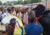 हरियाणा में छाया 15 करोड़ का ‘विधायक’, काजू-अखरोट है पसंदीदा खाना