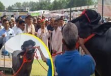हरियाणा में छाया 15 करोड़ का ‘विधायक’, काजू-अखरोट है पसंदीदा खाना