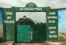 कूनो में चीतों की मौत पर जानकारी देने से वन विभाग का इनकार, RTI में पोस्टमार्टम रिपोर्ट रोकी