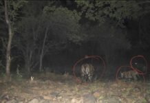 रिजर्व में बाघों की संख्या बढ़कर हुई 11, इनमें 6 का जन्म हुआ माधव टाइगर रिजर्व में