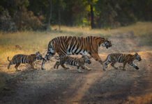 वीरांगना दुर्गावती टाइगर रिजर्व में बढ़ा बाघों का कुनबा, बाघिन N-6 ने दिए 4 शावकों को जन्म