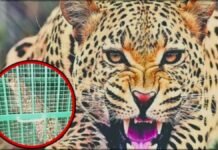 बिजनौर में आदमखोर तेंदुए का आतंक खत्म, पिंजरे में कैद हुआ, खेतों पर जाने से कतरा रहे थे ग्रामीण