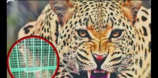 बिजनौर में आदमखोर तेंदुए का आतंक खत्म, पिंजरे में कैद हुआ, खेतों पर जाने से कतरा रहे थे ग्रामीण