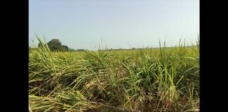 बाराबंकी घाघरा का कहर, किसानों पर टूटा आफत का पहाड़, धान-गन्ने की फसल बर्बाद