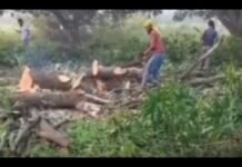 UP: आम के हरे-भरे पेड़ों को दबंगों ने काटा, लगभग 300 से अधिक पेड़ काटे, वन क्षेत्रीय अधिकारी बोले- 180 पेड़ों की परमिशन है