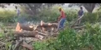 UP: आम के हरे-भरे पेड़ों को दबंगों ने काटा, लगभग 300 से अधिक पेड़ काटे, वन क्षेत्रीय अधिकारी बोले- 180 पेड़ों की परमिशन है