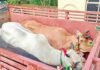 सोनभद्र में पशुओं से लदे 5 संदिग्ध वाहन पकड़े गए, चालकों को हिरासत में लेकर पूछताछ