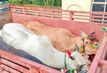 सोनभद्र में पशुओं से लदे 5 संदिग्ध वाहन पकड़े गए, चालकों को हिरासत में लेकर पूछताछ
