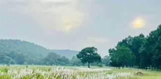 चक्रवात अरनब के प्रभाव से सुहावना हुआ मौसम, बांधवगढ़ टाइगर रिजर्व में प्रबंधन सतर्क