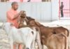 प्रदेश के सभी 75 जिलों में खुलेंगे पंचगव्य के आउटलेट, गोमूत्र और गोबर से तैयार होंगे उत्पाद