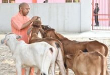 प्रदेश के सभी 75 जिलों में खुलेंगे पंचगव्य के आउटलेट, गोमूत्र और गोबर से तैयार होंगे उत्पाद