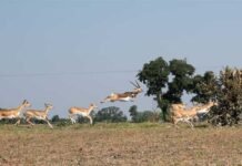मानव–वन्य प्राणी संघर्ष और फसल क्षति कम करने के लिए कृष्ण-मृग स्थानांतरण अभियान का दूसरा चरण हुआ प्रारंभ