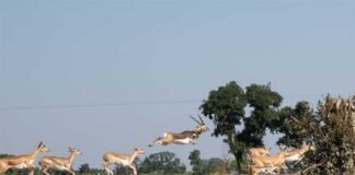 मानव–वन्य प्राणी संघर्ष और फसल क्षति कम करने के लिए कृष्ण-मृग स्थानांतरण अभियान का दूसरा चरण हुआ प्रारंभ